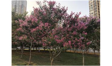 夏秋季節(jié)，錫城首次驚現(xiàn)紫薇花開美景